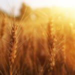 Shavuos Night 2025