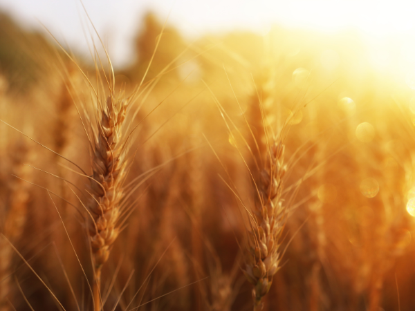 Shavuos Night 2025